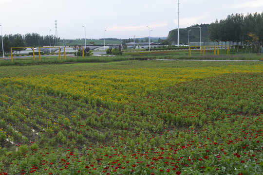 长春莲花山花海