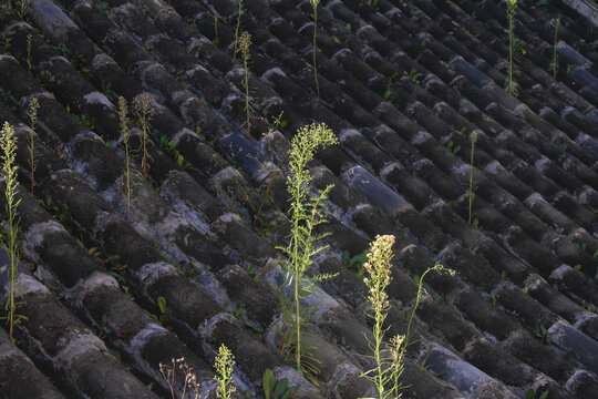 龙首山风光