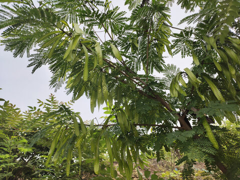 合欢豆荚