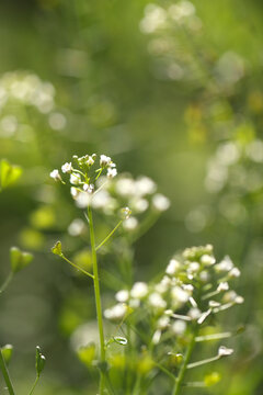 荠菜花