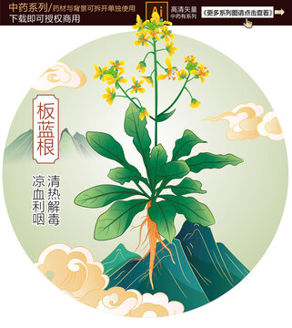 板藍(lán)根