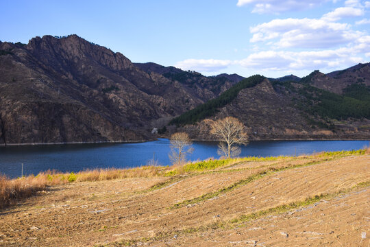 荒野里的大树