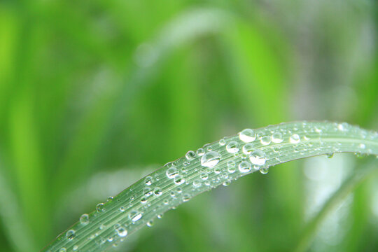 水晶露珠