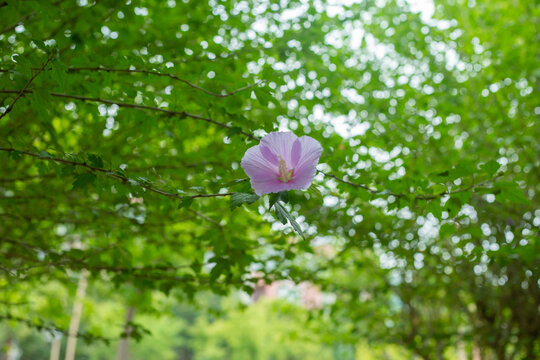 木槿花