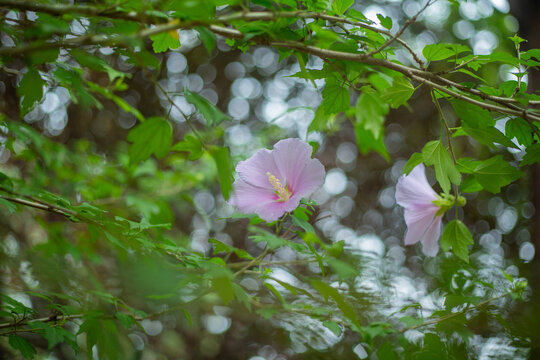 木槿花