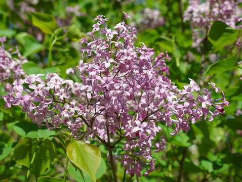 丁香花