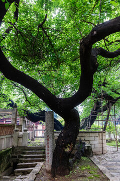 泉州开元寺