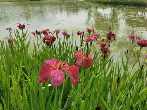 鸢尾花