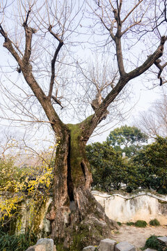 枫杨古树