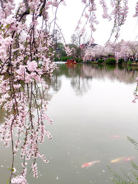 湖边樱花