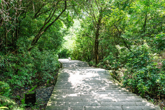 大华兴寺步道林荫