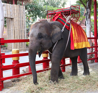 泰国旅拍大象照片