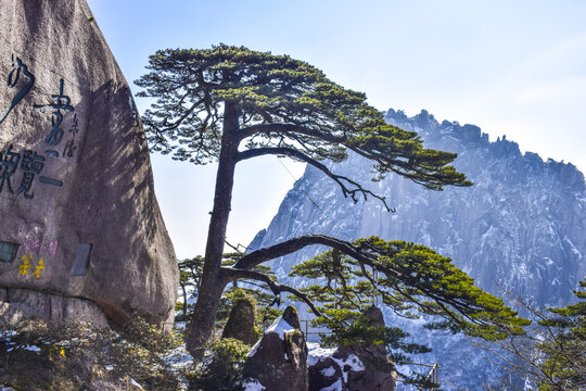 安徽黄山雪后风景