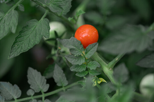 番茄西红柿有机