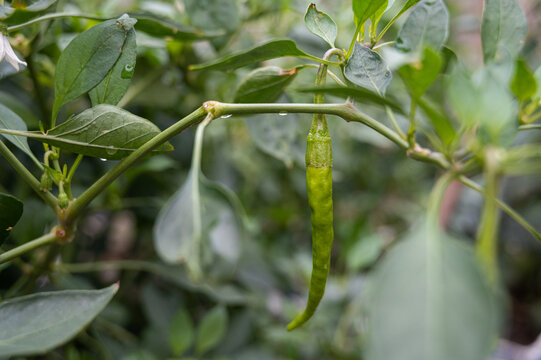 辣椒青椒生长菜园辣椒树朝天椒