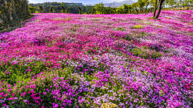 乡村旅游随拍鲜花满山坡