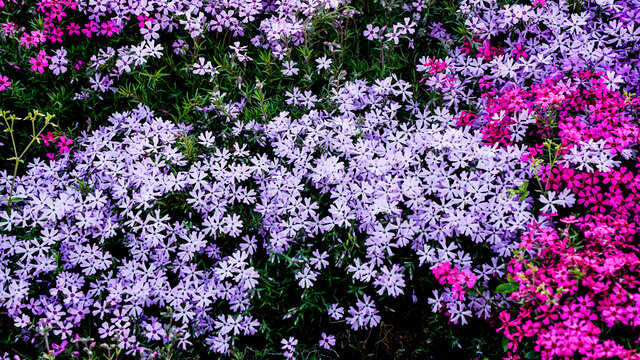 乡村旅游随拍王家湾丁香花