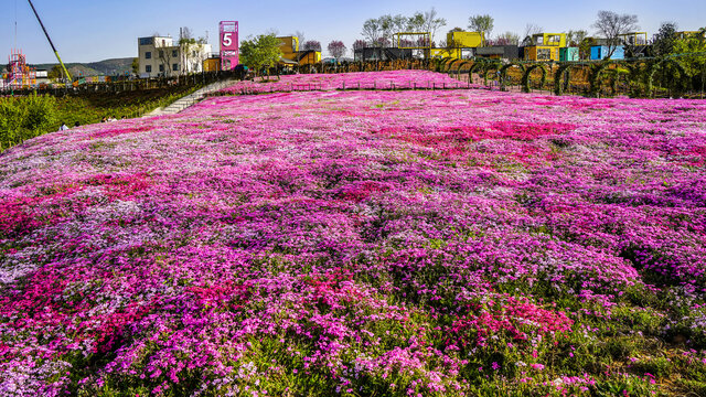 乡村旅游随拍种植花海