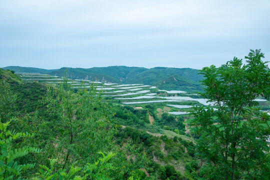 苹果园