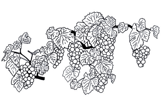 原創(chuàng)手繪葡萄架插畫線條分層