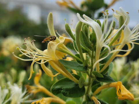 蜜蜂和金银花