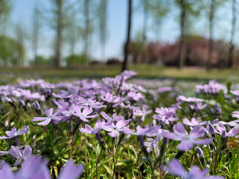 地坪花