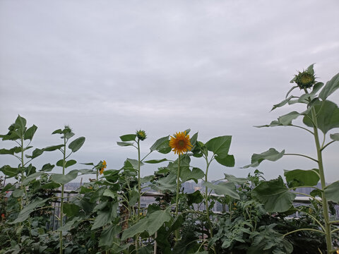 风景园林