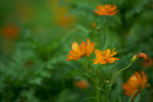 硫华菊