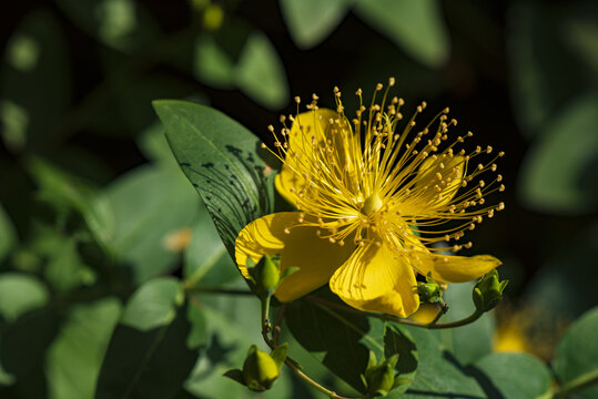 金丝桃花