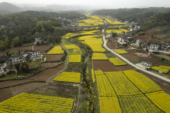 油菜花海