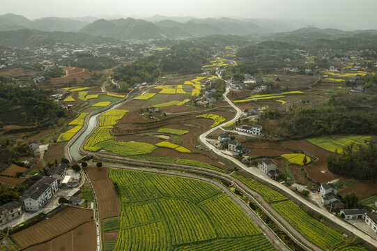 油菜花风光