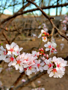 樱桃花