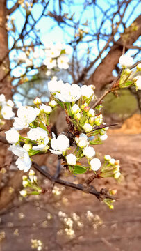 樱桃花