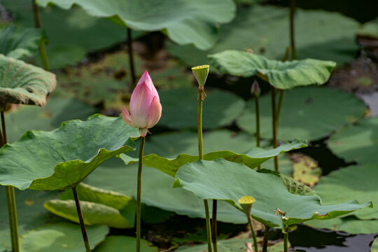 荷花