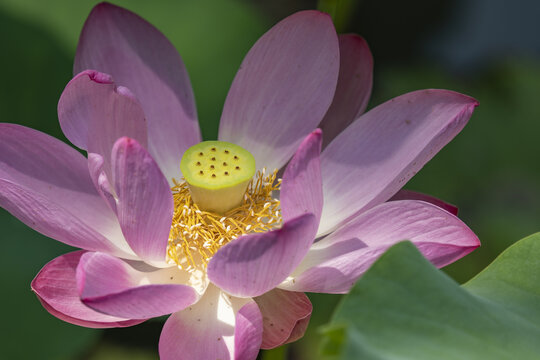 荷花花蕊