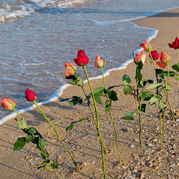 沙滩与鲜花