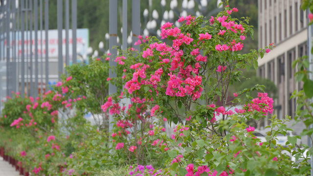 叶子花