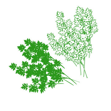 艾草線(xiàn)稿圖