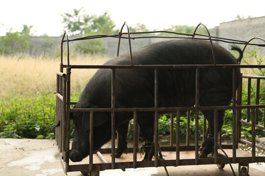 黑猪肉系列