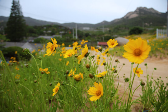 金鸡菊