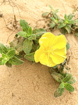 热带植物沙漠野花