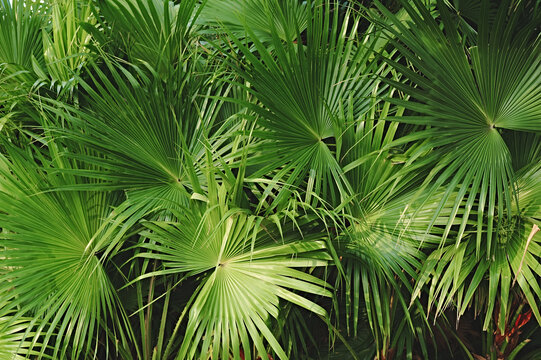 棕叶绿植背景