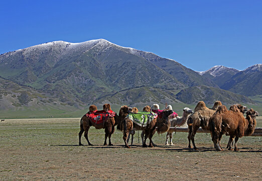 双峰骆驼队牧民生活方式
