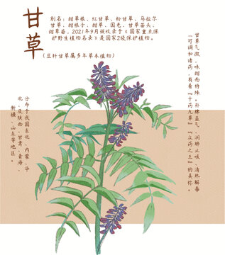 手繪植物甘草圖