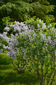 丁香花