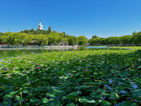 北海公园白天夏日荷塘全景