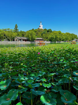 北海公园夏日荷塘荷花白塔