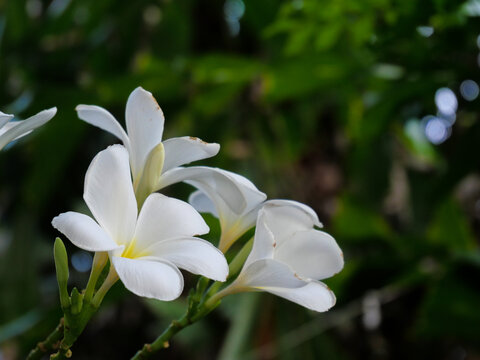 鸡蛋花