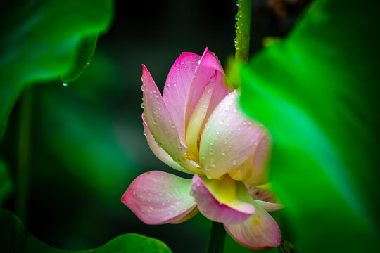 雨后荷花