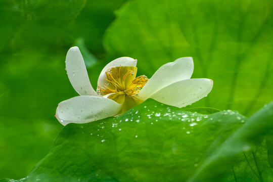 雨后荷花